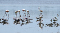 Flamingos