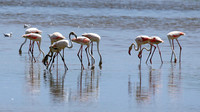 Flamingos