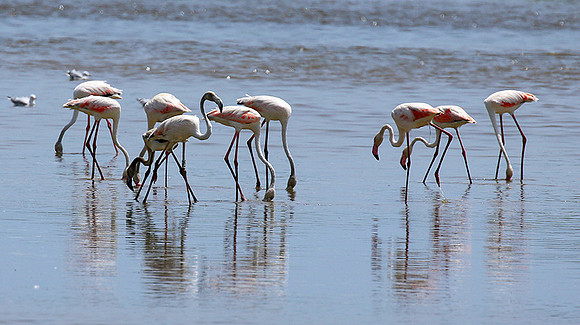 Flamingos