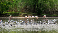 Flamingos