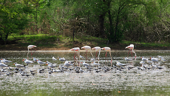 Flamingos
