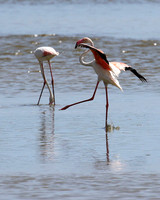 Flamingos
