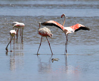 Flamingos
