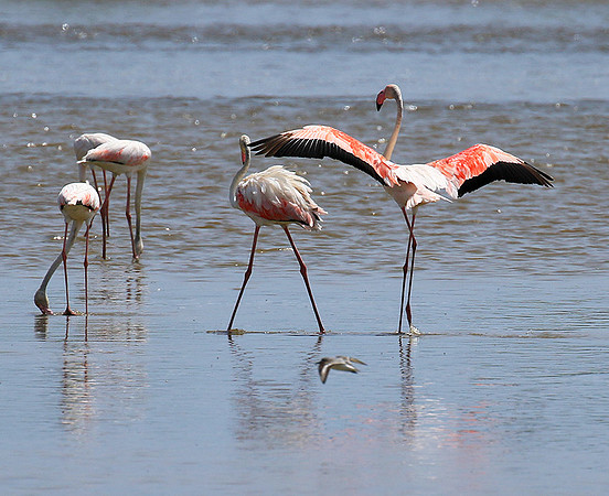 Flamingos