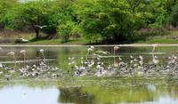 Flamingos