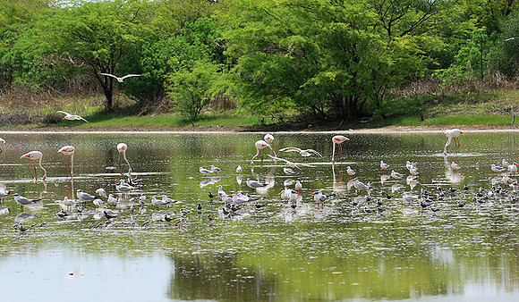 Flamingos
