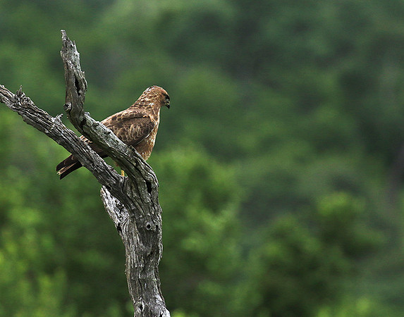 Steppe buzzard - Mala Mala game reserve