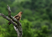 Steppe buzzard - Mala Mala game reserve