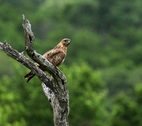 Steppe buzzard - Mala Mala game reserve