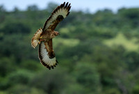 Steppe buzzard - Mala Mala game reserve