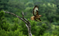Steppe buzzard - Mala Mala game reserve