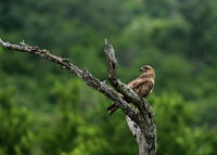 Steppe buzzard - Mala Mala game reserve