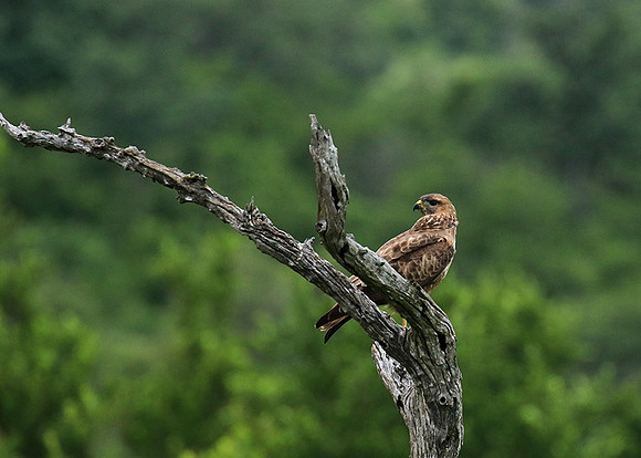 Steppe buzzard - Mala Mala game reserve