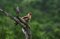 Steppe buzzard - Mala Mala game reserve