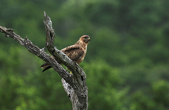 Steppe buzzard - Mala Mala game reserve