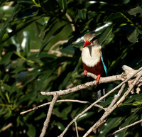 Grey-headed kingfisher - Masai Mara