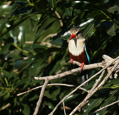 Grey-headed kingfisher - Masai Mara