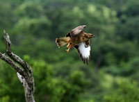 Steppe buzzard - Mala Mala game reserve