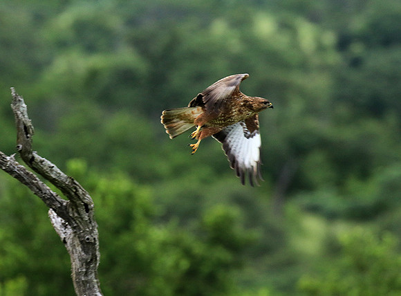 Steppe buzzard - Mala Mala game reserve