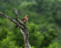 Steppe buzzard - Mala Mala game reserve