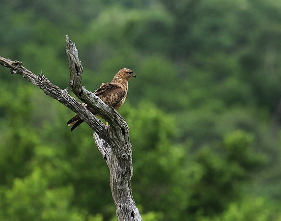 Steppe buzzard - Mala Mala game reserve