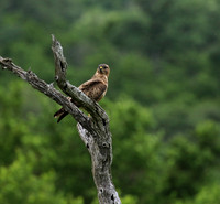 Steppe buzzard - Mala Mala game reserve
