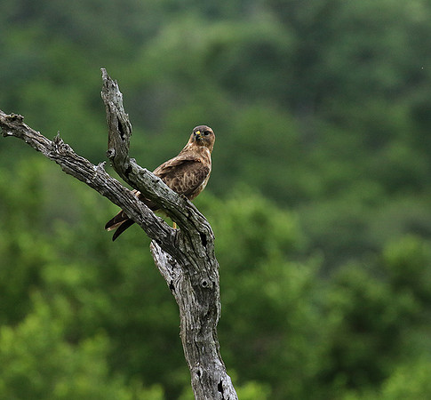 Steppe buzzard - Mala Mala game reserve