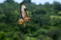 Steppe buzzard - Mala Mala game reserve