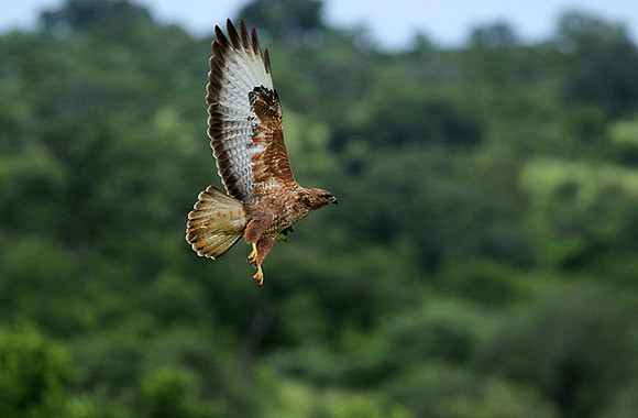 Steppe buzzard - Mala Mala game reserve