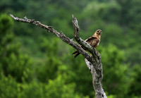 Steppe buzzard - Mala Mala game reserve
