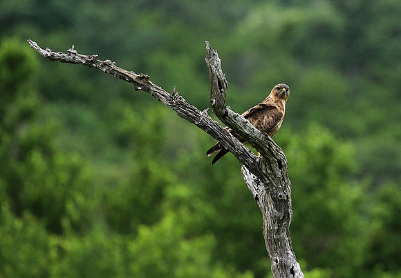 Steppe buzzard - Mala Mala game reserve