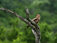 Steppe buzzard - Mala Mala game reserve