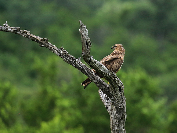 Steppe buzzard - Mala Mala game reserve
