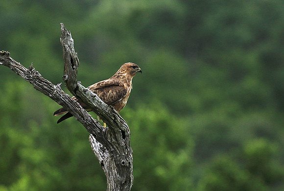 Steppe buzzard - Mala Mala game reserve