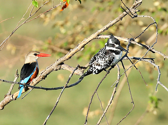 Grey-headed kingfisher