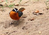 White-browed robin chat