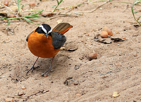White-browed robin chat