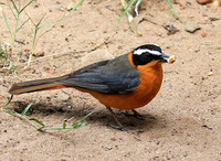 White-browed robin chat