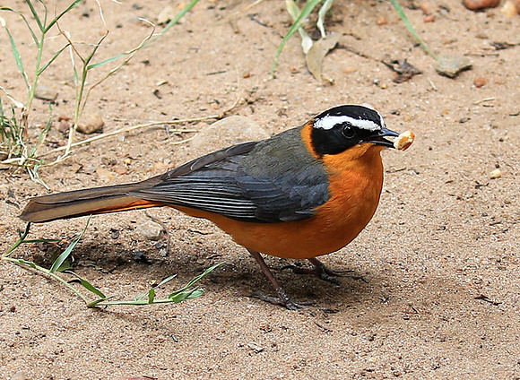 White-browed robin chat