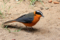 White-browed robin chat