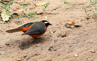 White-browed robin chat