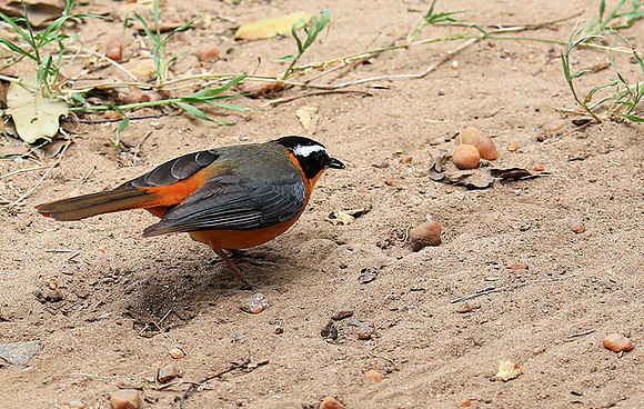 White-browed robin chat