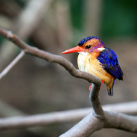 Pygmee kingfisher - Masaï Mara