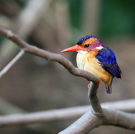Pygmee kingfisher - Masaï Mara