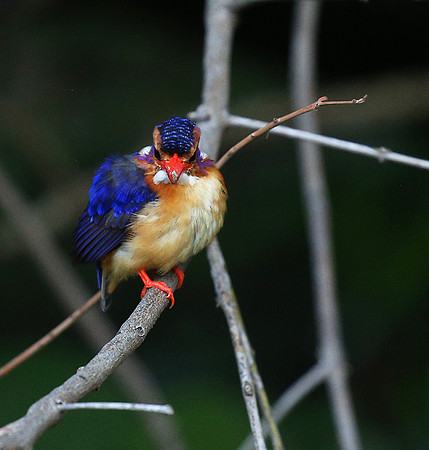 Pygmee kingfisher - Masaï Mara