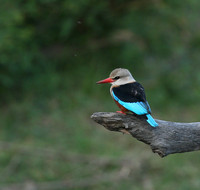 Grey-headed kingfisher - Masai Mara