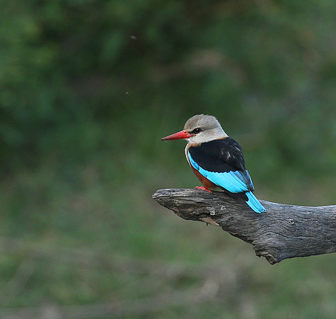 Grey-headed kingfisher - Masai Mara