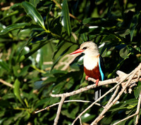 Grey-headed kingfisher - Masai Mara