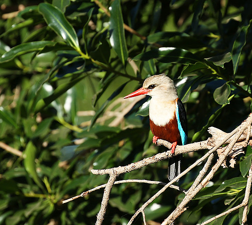 Grey-headed kingfisher - Masai Mara