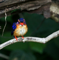 Pygmee kingfisher - Masaï Mara
